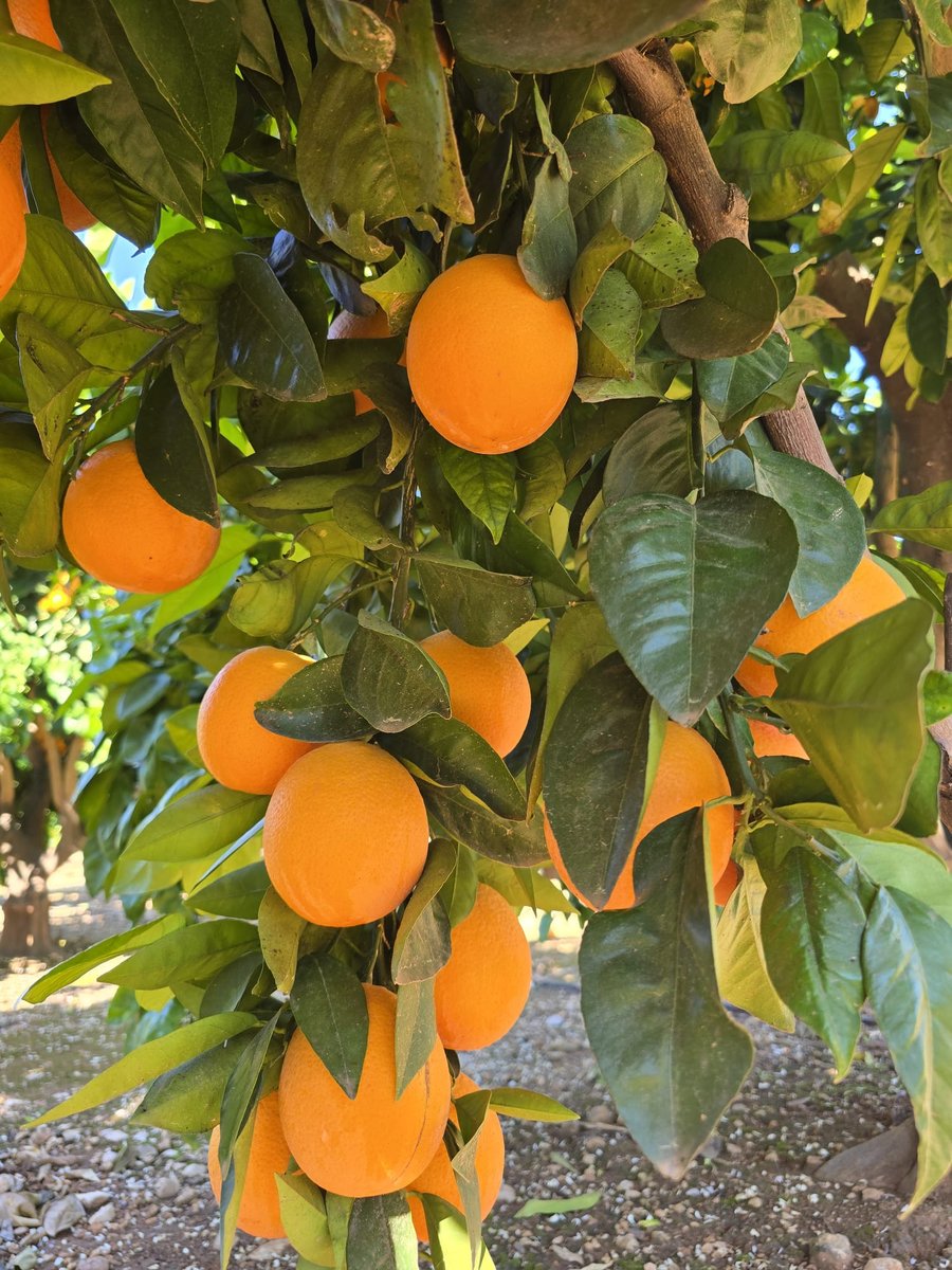 Naranjos en flor Valencia